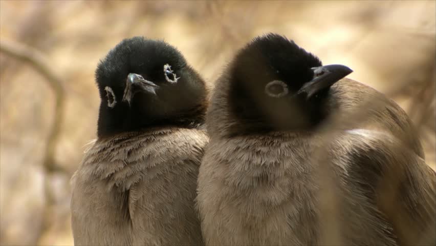 a pair of White-spectacled Bulbuls (Pycnonotus xanthopygos) standing close together on a tree