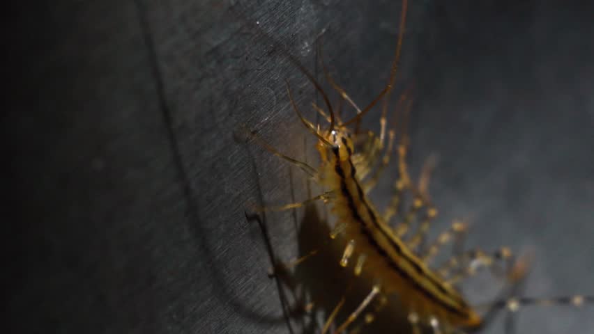 Close Up Scutigera Coleoptrata Eerie の動画素材 ロイヤリティフリー Shutterstock