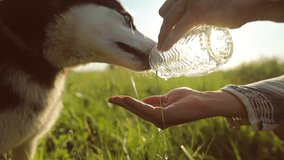Dog drinking water from the hands of the owner. Water is poured in a thin stream into the palm. Slow motion