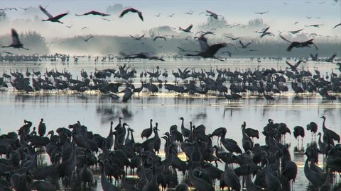 Thousands of European Cranes preparing for take off and migration in early morning light/ Hula valley, Upper Galilee, Israel