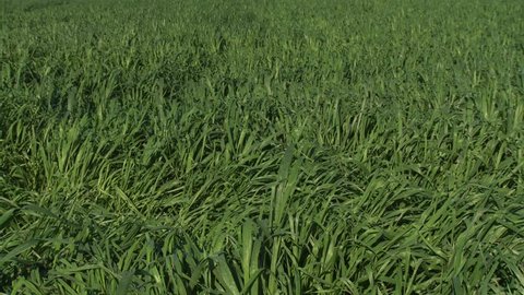 green wheat field in the Plain