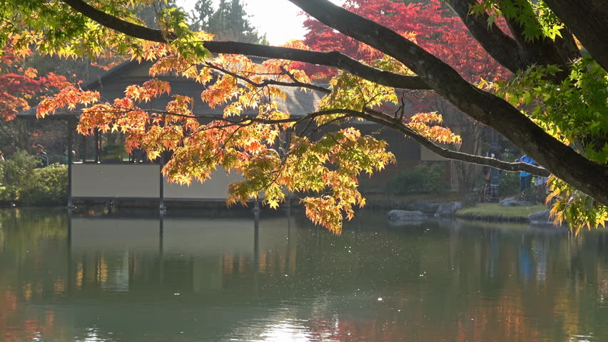 Pan left shot of backlit fall foliage over pond at Japanese garden in Japan
