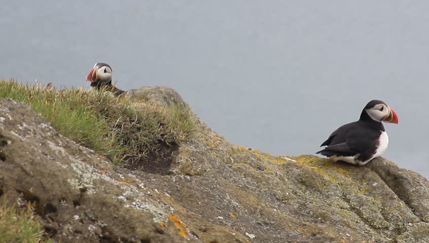 Puffins in Westman Islands (Vestmannaeyjar), Iceland