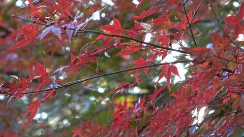 Static mid shot of red Japanese Maple fall foliage in mountains of Japan
