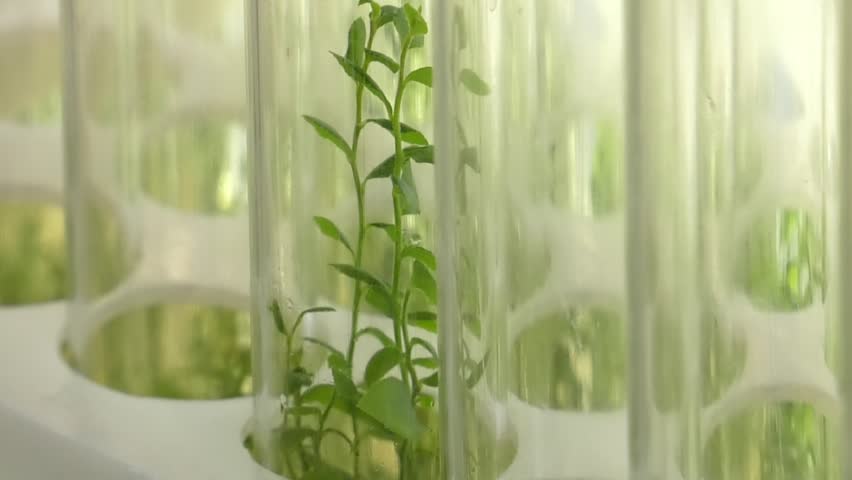 Laboratory of microclonal reproduction. "In vitro"  micro-breeding technology. Reproduction using biotechnological methods of fruit, berry and ornamental plants. Agar nutrient medium.
 Royalty-Free Stock Footage #1020053923