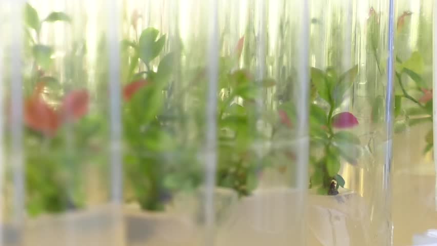 Laboratory of microclonal reproduction. "In vitro"  micro-breeding technology. Reproduction using biotechnological methods of fruit, berry and ornamental plants. Agar nutrient medium.
 Royalty-Free Stock Footage #1020053959