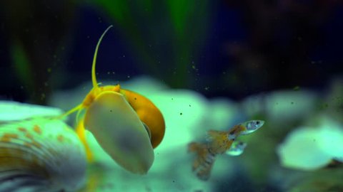 Adult ampularia snail crawl on aquarium glass and clam shell in transparent water. Golden apple snail and small colorful fishes in aquarium tank filled with stones, wooden branch, artificial seaweed.