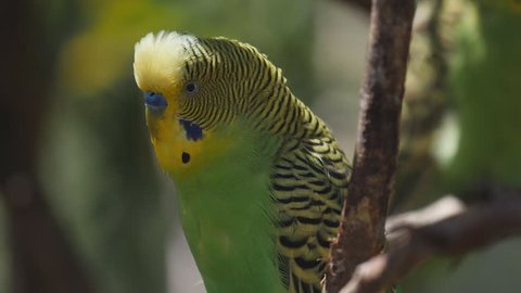 180p slow motion close up of a green and yellow budgie inside a walk-in avairy at a bird park in new south wales, australia