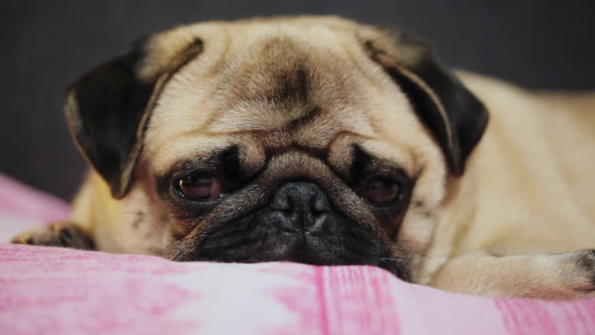pugs sleeping under covers