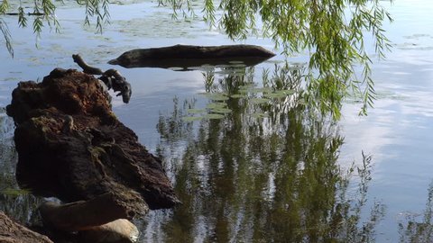 Willow tree branches and green leaves over water with reflections and driftwood in summer