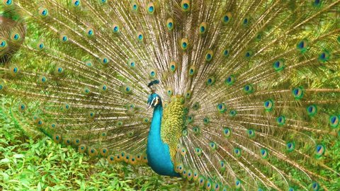 blue peacock fanning tail on green Stock Footage Video (100% Royalty ...