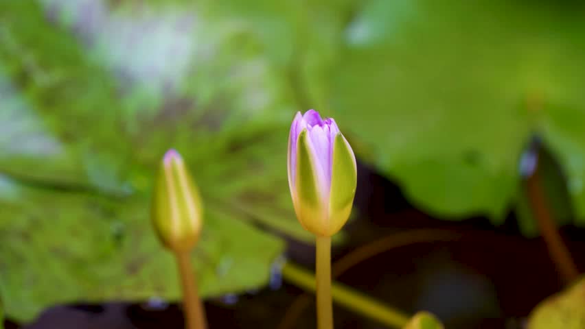 Time lapse.The lotus flower opens at dawn in the morning. Royalty-Free Stock Footage #1020066100