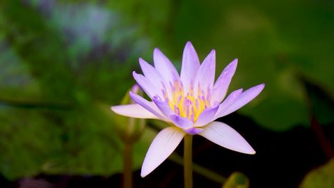 Time lapse.The lotus flower opens at dawn in the morning.