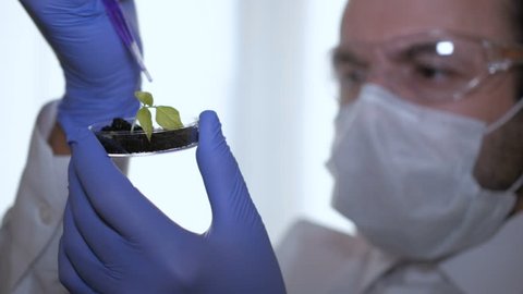 Man biologist holding pipette with blue chemistry in front of sprouts in Petri dish. Doctor is conducting an experiment to change genome of soybean sprout. Creating a genetically modified plant. GMO.