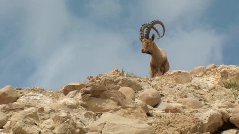 portrait of male Nubian Ibex standing on mountain slope and looking towards camera