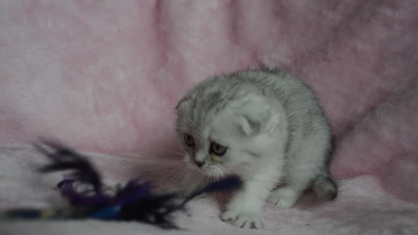 kitten cat Scottish straight, loose fluffy, animal munchkin