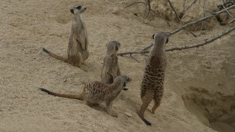 A group of meerkats is looking around, two standing upright and the others on all for. One by one they run away under some thin branches and off to the right.