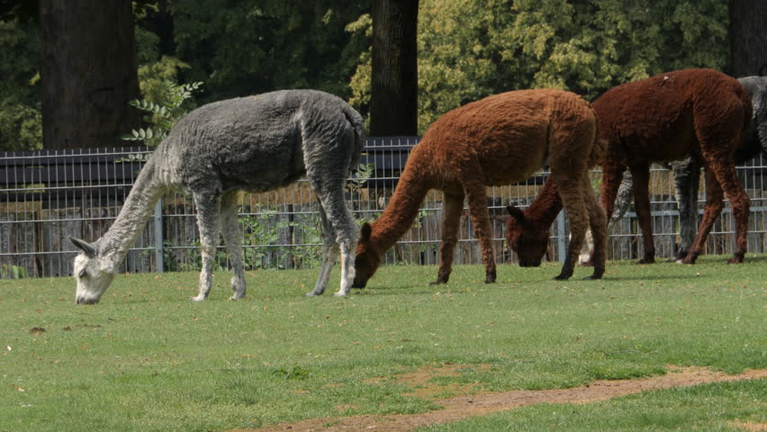 Several llamas standing in grass, all facing the left. Their heads are down and they are grazing.