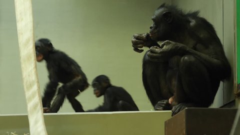 Two baby bonobo apes chase each other, and an adult sits on the right, eating something.