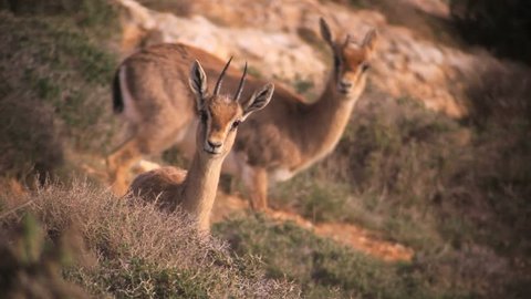 Mountain Gazelles, Gazelle gazelle, runs up rocky hillside and stands