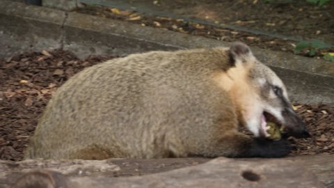 A coati leans on a piece of wood, uses its front paws to hold a piece of food, and bites it.