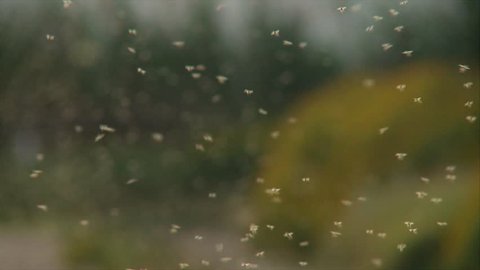 Thousands of Mosquito swarm
