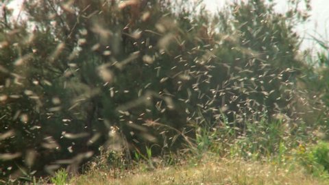 swarm of mosquitoes flying in early morning light
