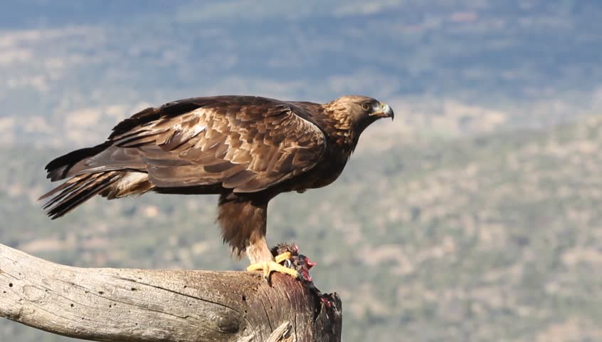 Adult Females of Golden Eagle. Stock Footage Video (100% Royalty-free