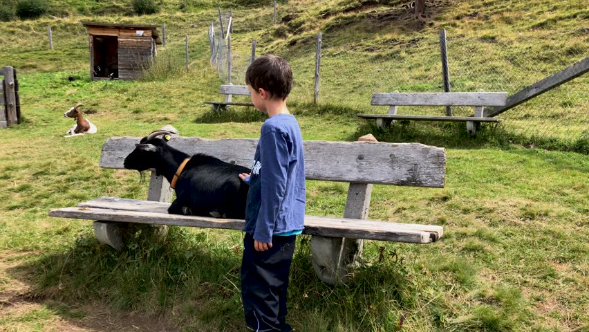 Young boy petting mountain goat sitting on a bench