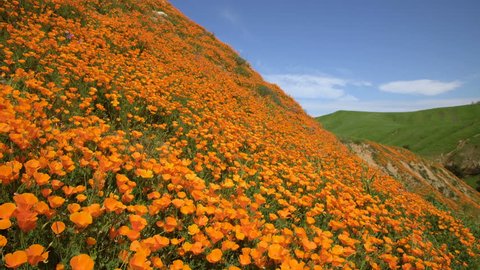 Tracking shot with dolly in motion of California Poppy super bloom in Southern California
