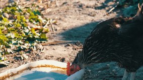 Domestic chicken drink water from a trough in a rural yard