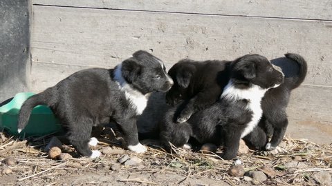 Three cute black and white puppies are lying in the sun and playing with each other.