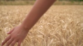 Slow motion video clip of young adult woman or teenage female girls hand feeling the top of a field of golden barley, corn or wheat crop