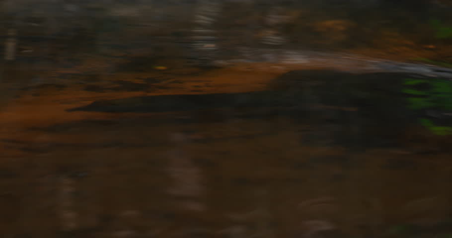 Florida Soft Shell turtle swimming underwater and comes up for air ? and then goes back under. Visible underwater.