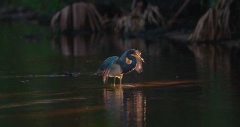 Tricolored Heron wading in river to catch a fish. Spreads his wings to create shade while searching for prey. 120 fps slow-motion.