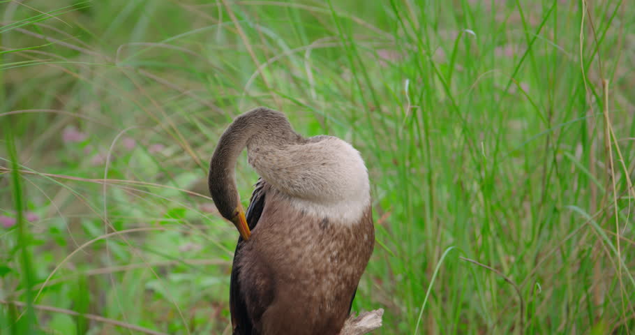 Anhinga resting on dead tree limb in Florida wetlands and everglades