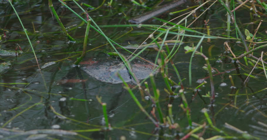 Softshell turtle in a marshy wetland comes up for air ? and then goes back under.