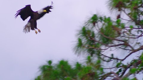 Amazing shot of a Bald Eagle flying in 120 fps slow-motion as he glides in for a nice landing in a tall old tree. Blue skies and nice white clouds. 120 fps 4K.