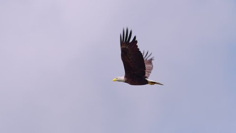 Stunning shot of a Bald Eagle flying majestically through blue skies and beautiful white clouds. Shot in 4K and 120 fps slow-motion for amazing detail and clarity