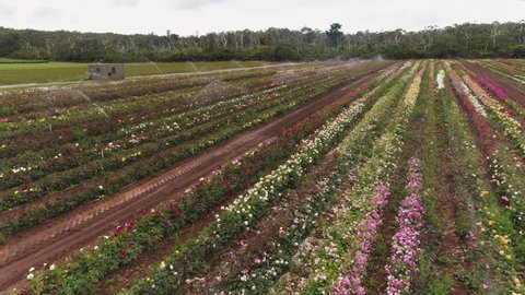 00833 Drone shot of commercial rose growing operation in southern Australia