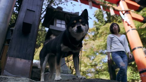 Cute shiba inu dog tied with a leash near a gateway in Kyoto, Japan with soft natural ligthing. Medium shot on 4k RED camera.