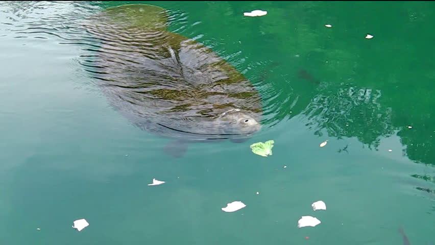 Manatee of Florida in United States of America
