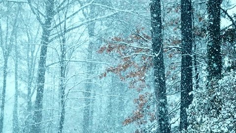 Snow in woods in winter with cool tone. Arkivvideo
