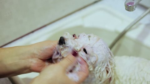 Bichon frise dog in the bathroom. Washing dog. Woman washes the dog's face. Portrait of a wet white bishone