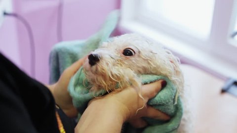 Female wipes Bichon frise with towel after shower, before the haircut