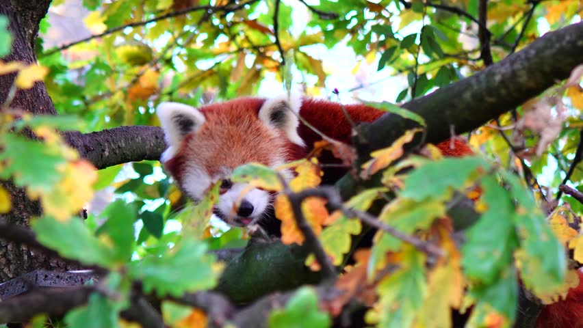 Red Panda In Tree, Rare Endangered Species From Himalayas, Asia, 4K Nature.
