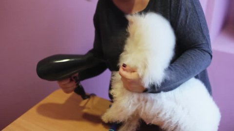 Woman groomer dries fluffy bichon frise dog hair with hair dryer after bathing, getting ready for a haircut