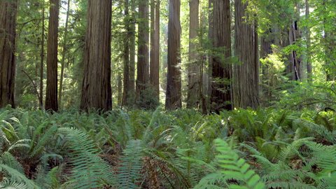 Scenic panorama real time footage of famous Giant Redwood Trees with green ferns on a beautiful sunny day in summer, Jedediah Smith Redwoods State Park, California, USA