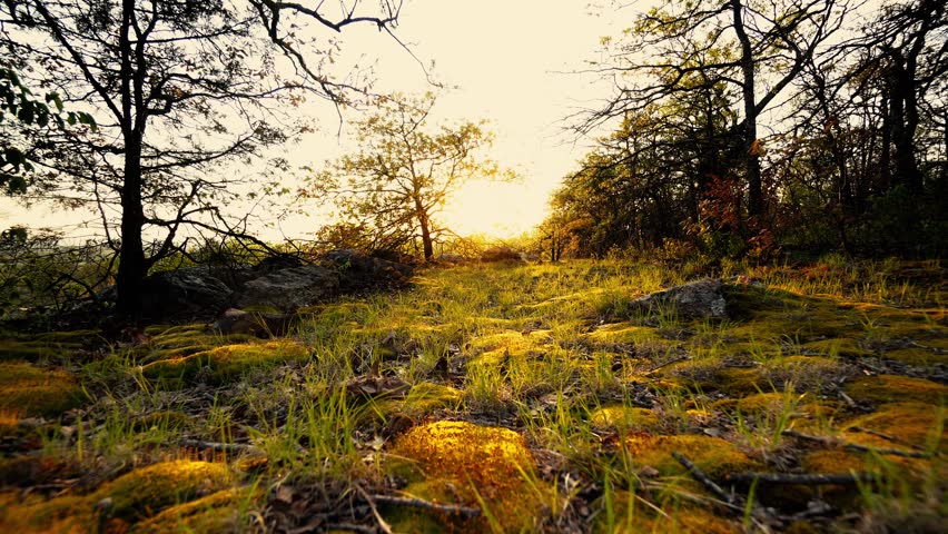Moss rocks trees and sunset beauty