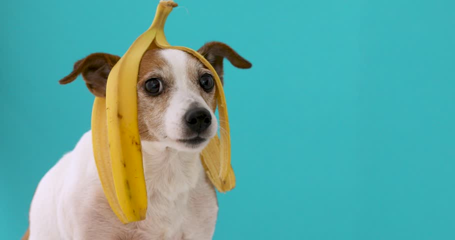 Funny Jack Russell Terrier dog with banana peel on its head looking at camera on a blue background | Shutterstock HD Video #1020124138